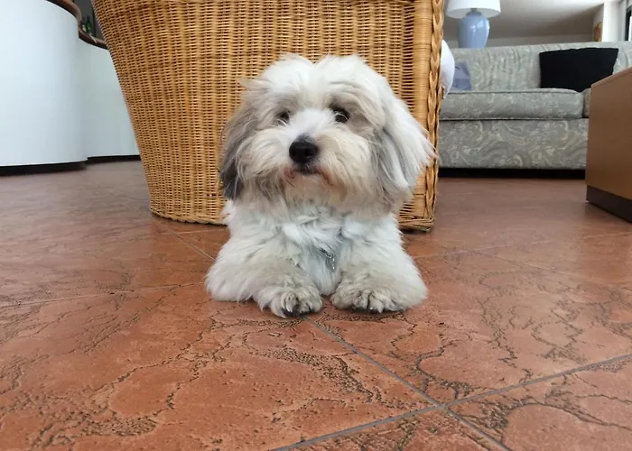 Moresco 카톨리카